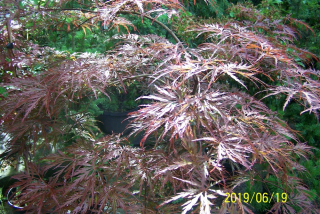 Japonský javor, palmovočervený, krásny, iný