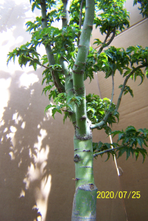 Omuri Maple vakcinovaný japonský palmoci iné