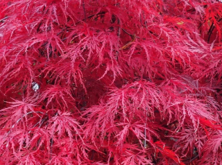 Garnet Palm Maple- Druh i