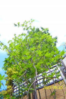 Palm Maple vakcinovaný haiki úzky japonský iný