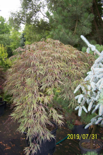 Santiago Maple vakcinovaná japonská palma iné