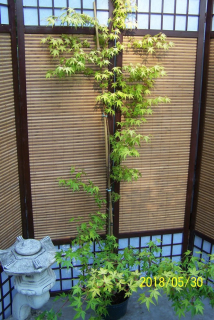 Vakcinovaný klon zavesil ploché japonské iné japonské