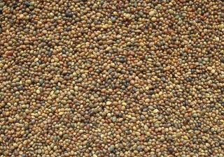 Perzský ďatelina pre lúky pasienkov, med 1 kg