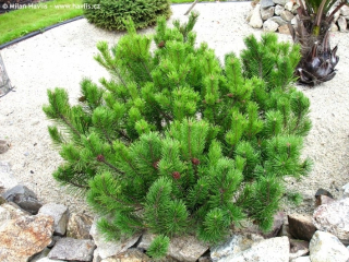 Kosodrzewina 'Pumilio' (Pinus Mugo) P9 100ks Veľkoobchod