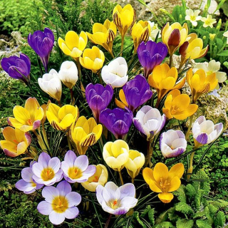 Krokus mix cibule xxl 25 kusov najkvalitnejšie