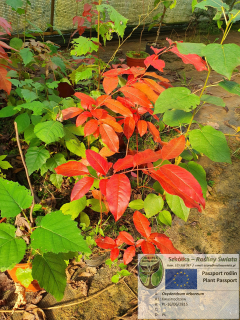 Sour-OxyDendrum arboreum, výška 15-120cm !!