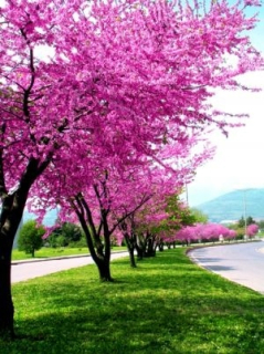 L154 Canadian Judasowiec (Cercis Canadensis) P9