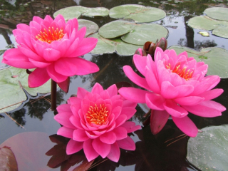 Oslava voda Lily nymphaea Krásna rozmanitosť