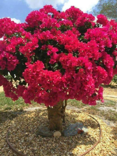 Lagerstroemia Pink Cuttings bez poludnia 40 cm