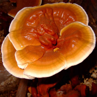 Huby na pestovanie - REISHI lesklý lakovací stroj 3 kg hotového substrátu