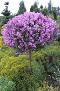 Mayer Miniature Lilac Palibin krásna na kufri