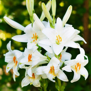 Lily Lily Cibuľa sv. Antoni Candidum 1 PC