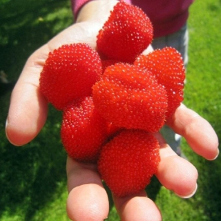 RASPBERRY Malina Jahoda LAHODNÉ ovocie DONIC