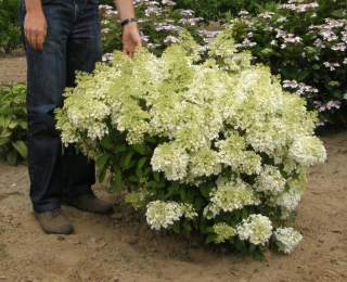 Miniatúrna bobo Hydrangea husto pokrytá kvetmi