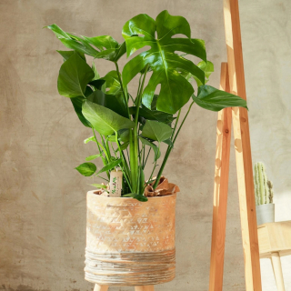 Monstera deliciosa