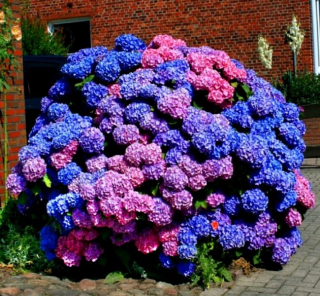 Mrazy -rezistentná záhrada Hydrangea kytica ružová guľa