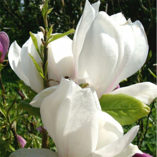 Magnolia Alba Superba 70 cm v hrnci