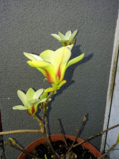 Magnolia 'Hot Flash'