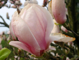 Magnolia Pink Golbet Chčiemu a krásne v hrnci