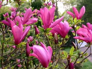 Magnolia Susan 90-110 cm