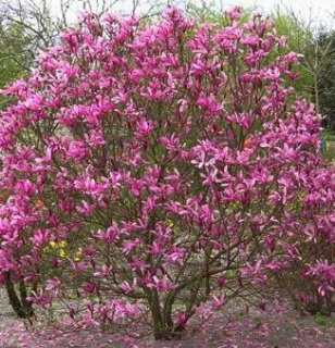 Magnolia 'Susan' P9