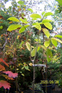 Magnolia Japan zaočkované trpaslík pienna iná