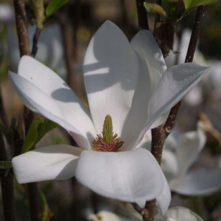 Magnolia nepriama Alba Superba