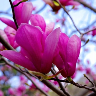 Fialová Magnolia Susan v hrnci