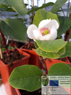 Magnolia Sieboldia - Magnolia Siebold, vakcinovaná