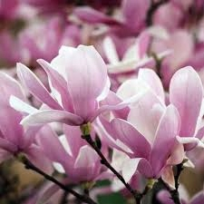 Magnolia 'Soulangeana' P9
