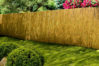 Pletivo, sieť - Reed Mat Cane Cane 1,6x6.0m