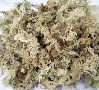 Záhradná pôda - Sphagnum 6L/mt-02goldi mach mach