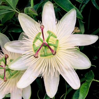 Mučenka Passiflora BIELA LIETAJÚCA RASTLINA