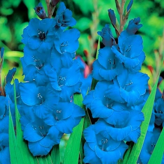 Gladioma Blue Grey 30 PCS. Cibuľa cibuľa