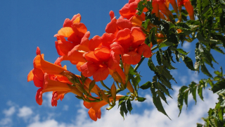 Milin Florida Orange trúbky