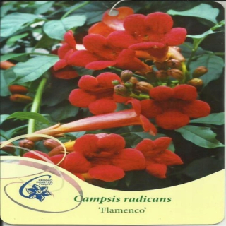 Milin American 'Flamenco' Campsis Radicans