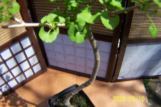 Japonské ginkgo twist štepené do iného