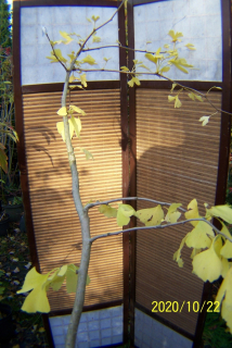 Ginkgo biloba mini trpaslík očkovaný Pendula