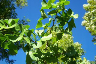 Ginkgo biloba úzky japonský stĺpcový veľký vzor