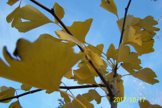 Ginkgo biloba úzky vakcinovaný trpaslík