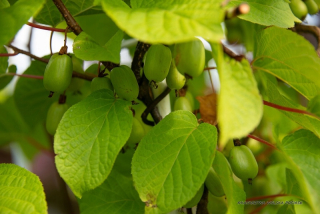 Mini Kiwi Akwididia ISSI - 70-80 cm (C2)