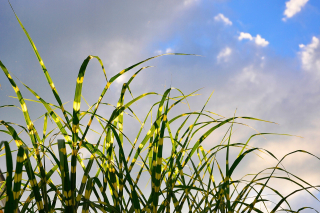 Miscanthus miskant sinensis zebrinus krémové pásy