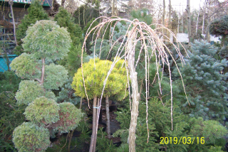 Larch Kenzumi očkovaný japonsky visiaci inak