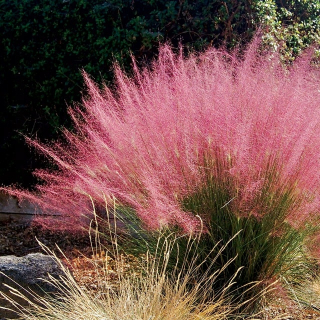 Muhlenbergia capilaris Výnimočná tráva ako bavlnená vlna