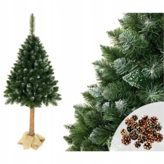 ND24_9910 vianočný stromček Diamond Pine na kufri