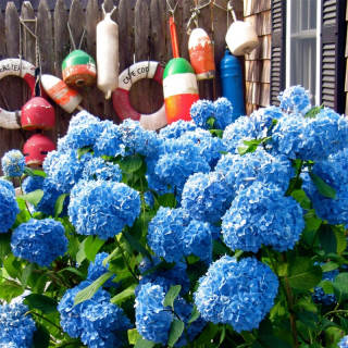 NIKKO BLUE GARDEN HORTENSION MODRÁ