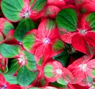 Nový !!! Jedinečný hydrangea ~ magický greenfire ~