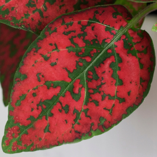 Nienośpian 'Red' Red Plant - Ľahká kultivácia
