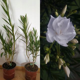 White Oleander Full Album Plenum
