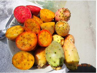 Figencie opiuntia ficus-indica indická figa